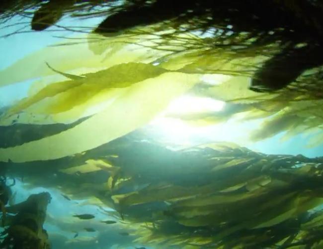 Algae biomass